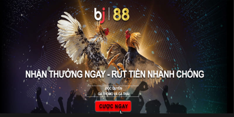 Giới thiệu sơ lược về BJ88 live là gì?